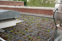 PPL Green Roof Dedication