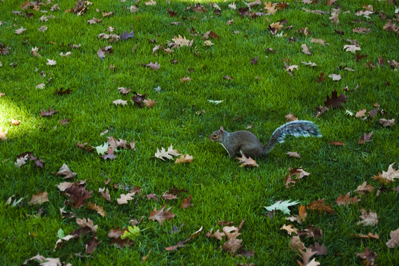 Campus Squirrel